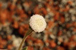 Image of Leiocarpa supina (F. Müll.) Paul G. Wilson