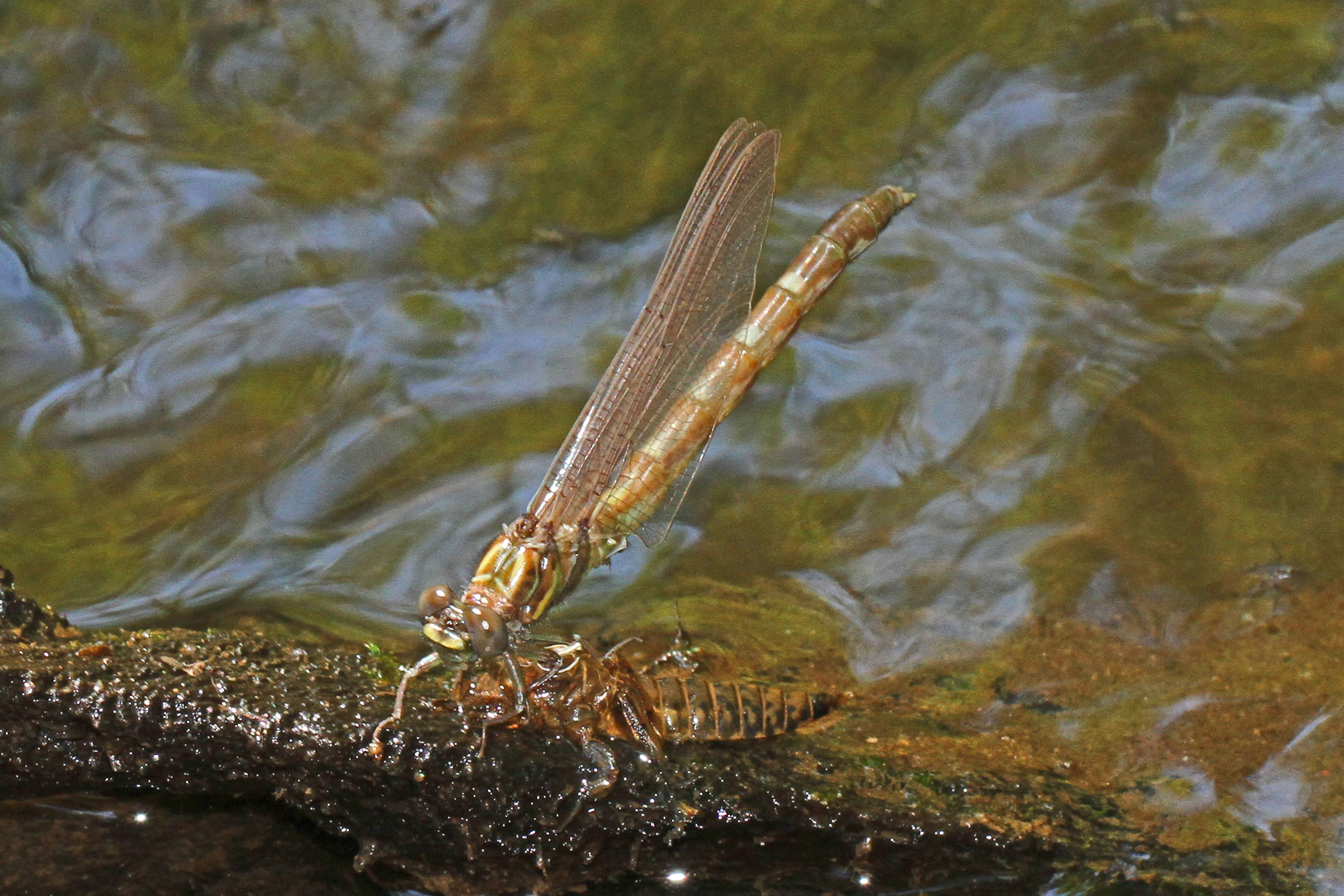 Image of Progomphus Selys 1854