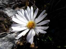 Image of Celmisia bonplandii (J. Buch.) Allan