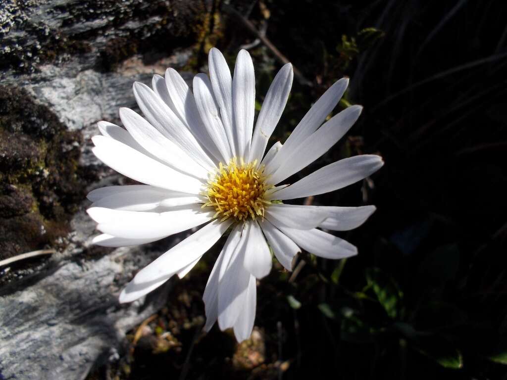 Image of Celmisia bonplandii (J. Buch.) Allan