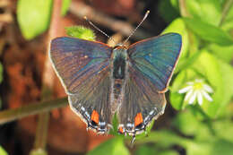 Image of Gray Hairstreak