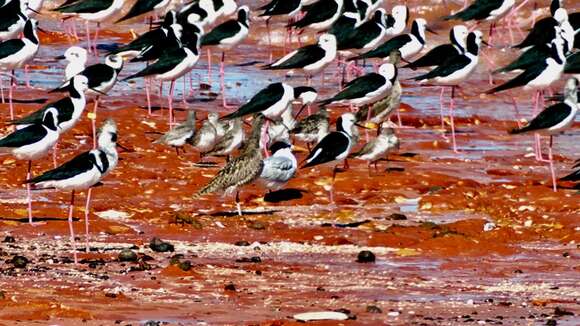 Image of Lesser Crested Tern