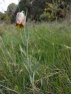 Image of Fritillaria pyrenaica L.