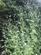 Image of small teasel