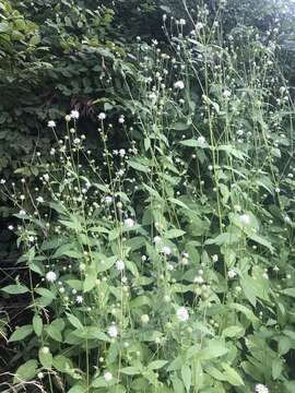 Слика од Dipsacus pilosus L.