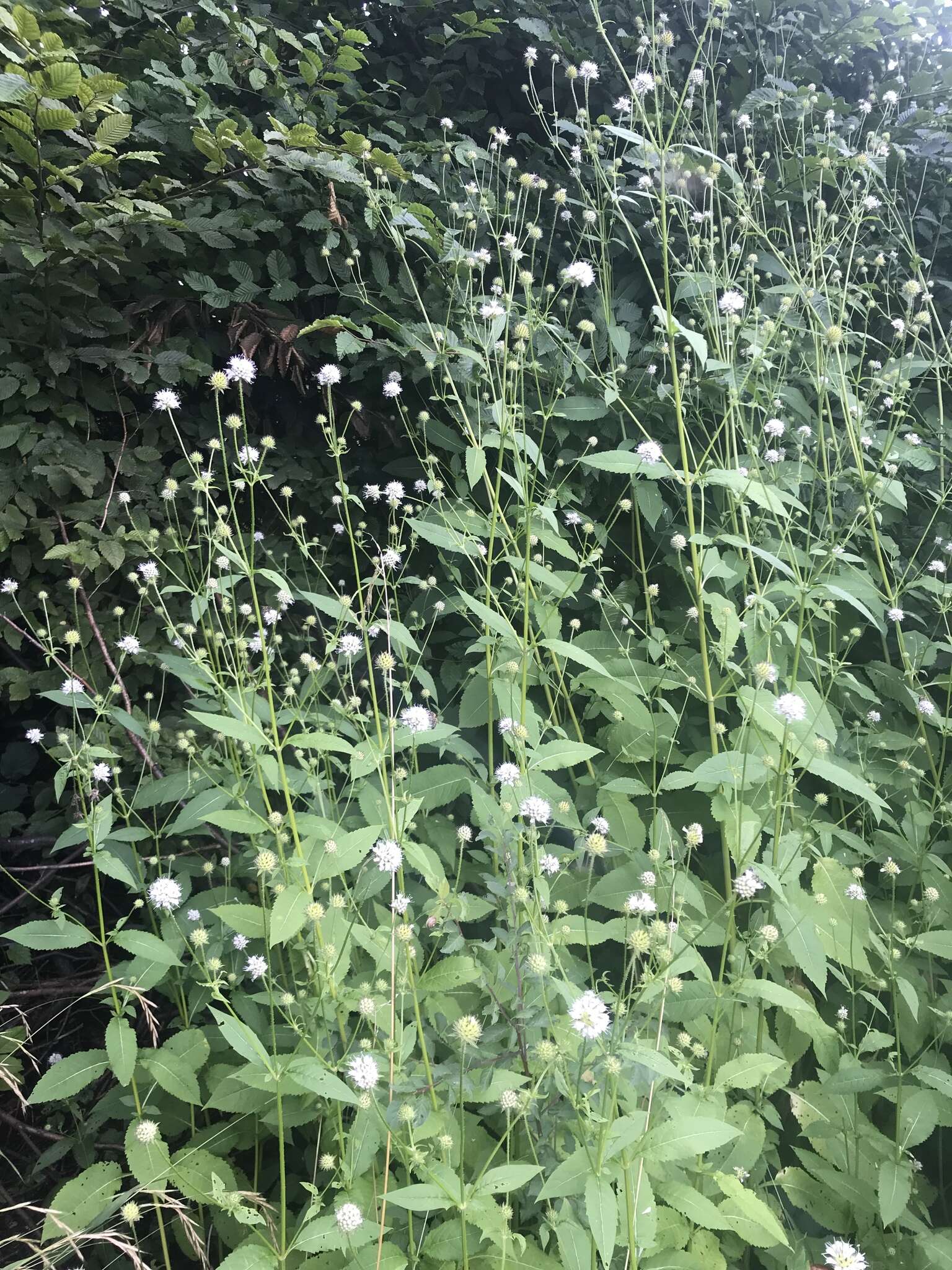 Image of small teasel