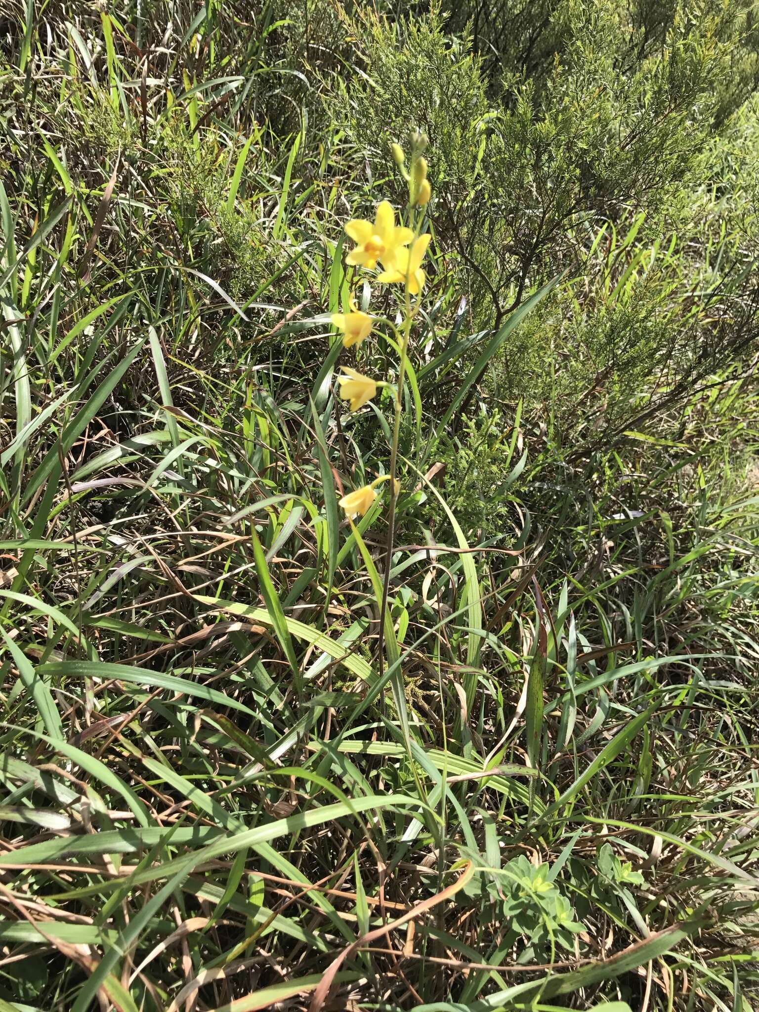 Imagem de Spathoglottis pubescens Lindl.