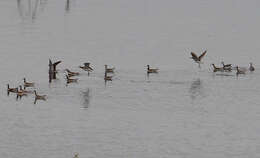 Image of Wilson's Phalarope