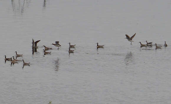 Image of Wilson's Phalarope