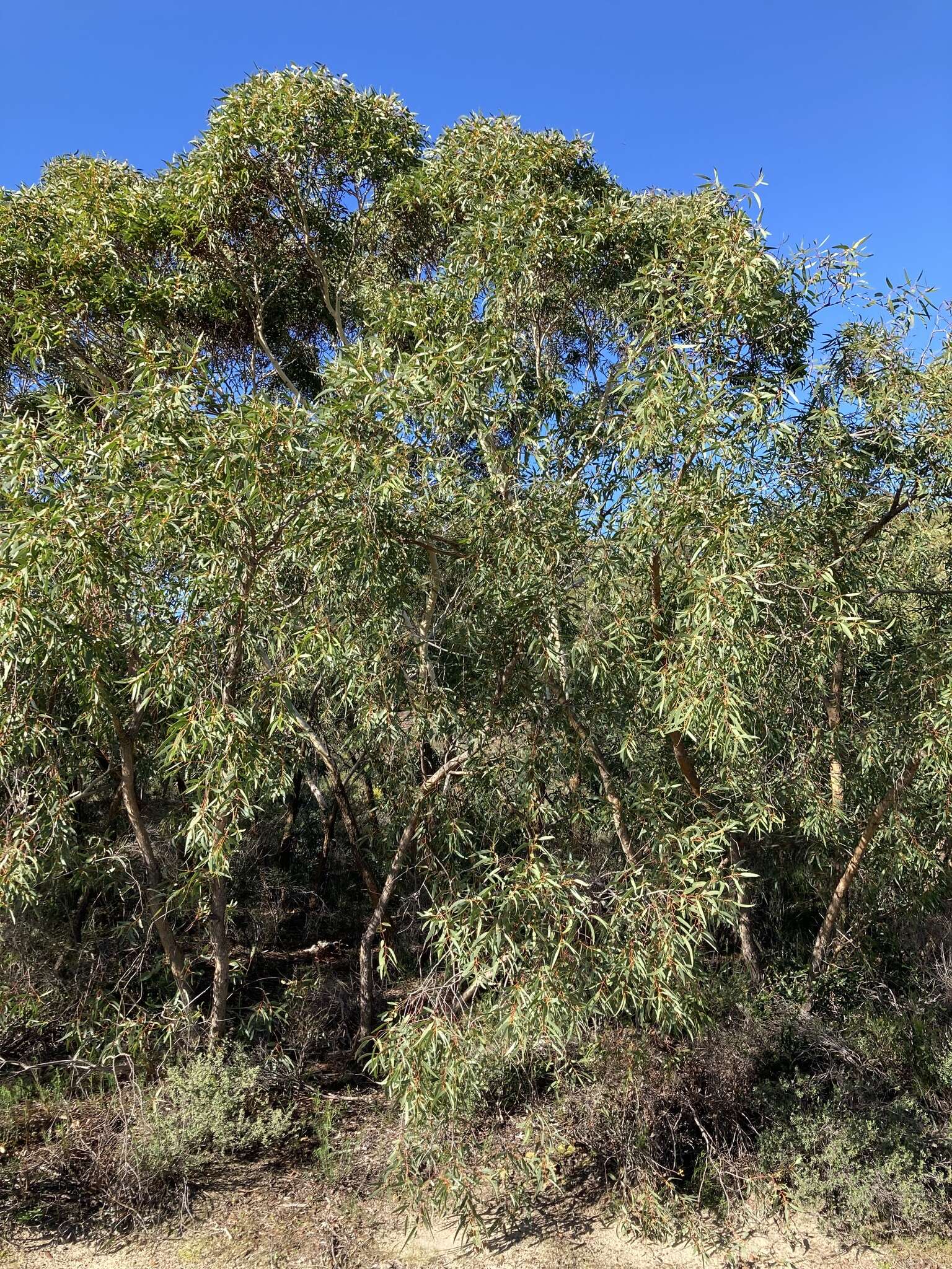 Image of Eucalyptus lateritica M. I. H. Brooker & S. D. Hopper