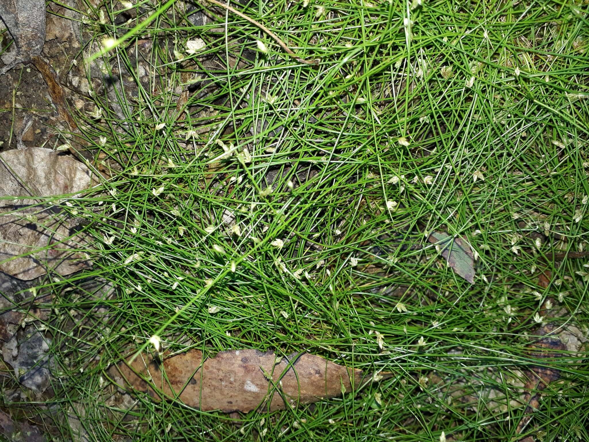 Image of Isolepis reticularis Colenso