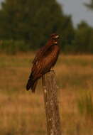 Image of Black Kite