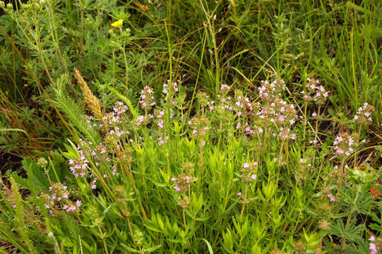 Image of Thymus pulegioides subsp. pannonicus (All.) Kerguélen