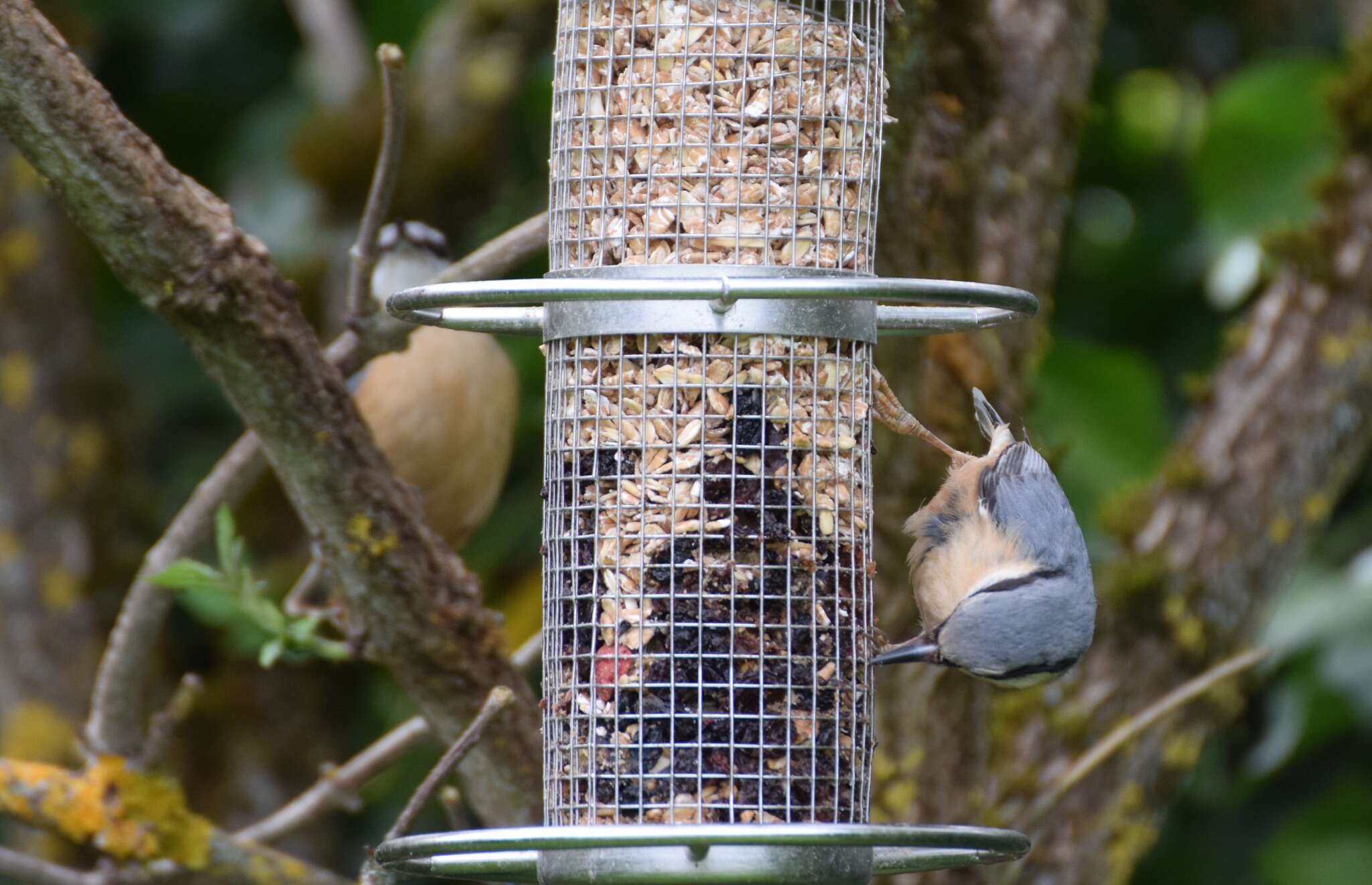 Image of Eurasian Nuthatch