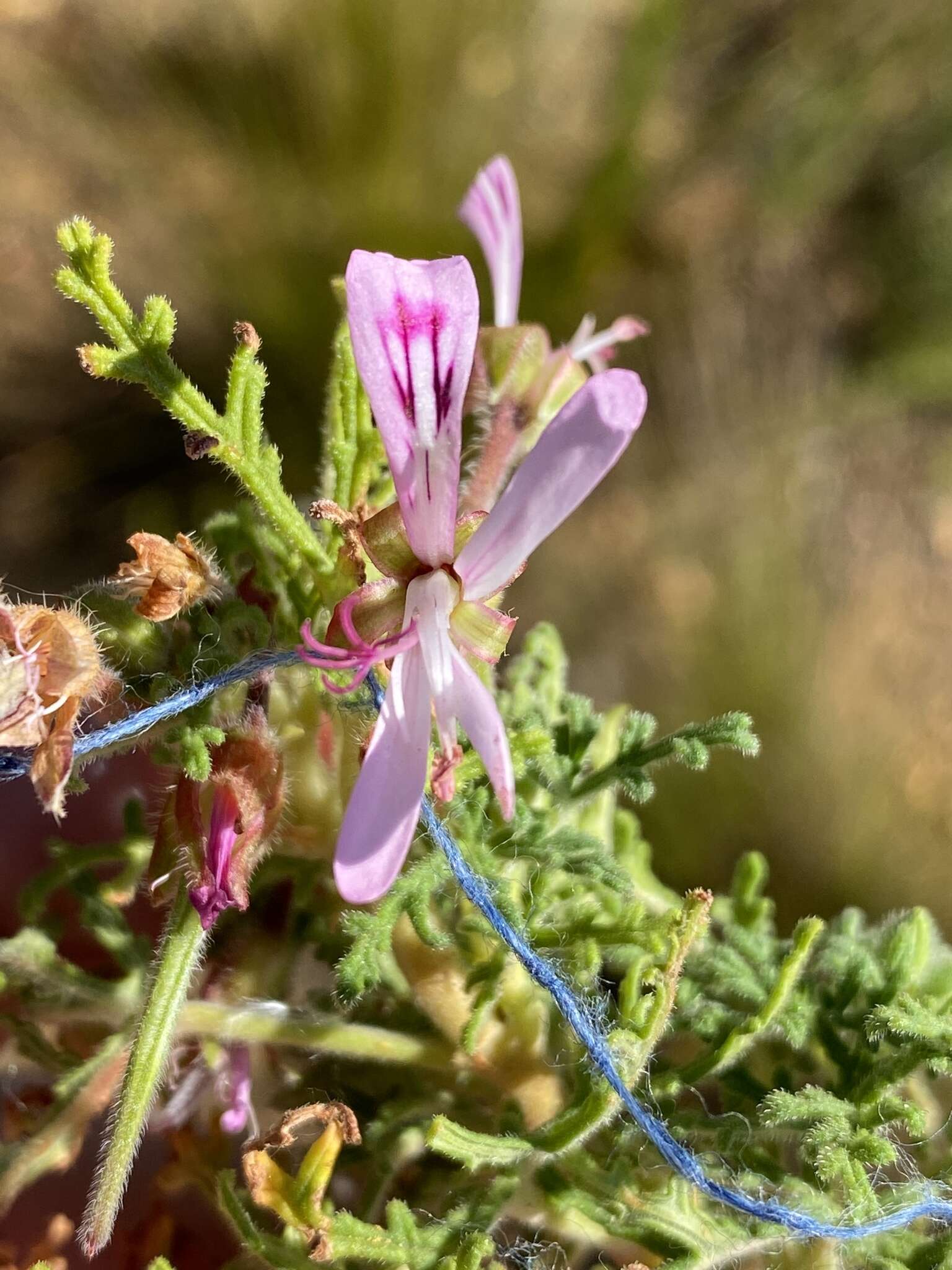 Image of rasp-leaf pelargonium