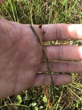 Image of Carolina goldenrod