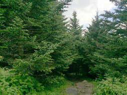 Image of Fraser Fir