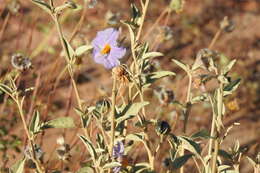 Image of Hinds' nightshade