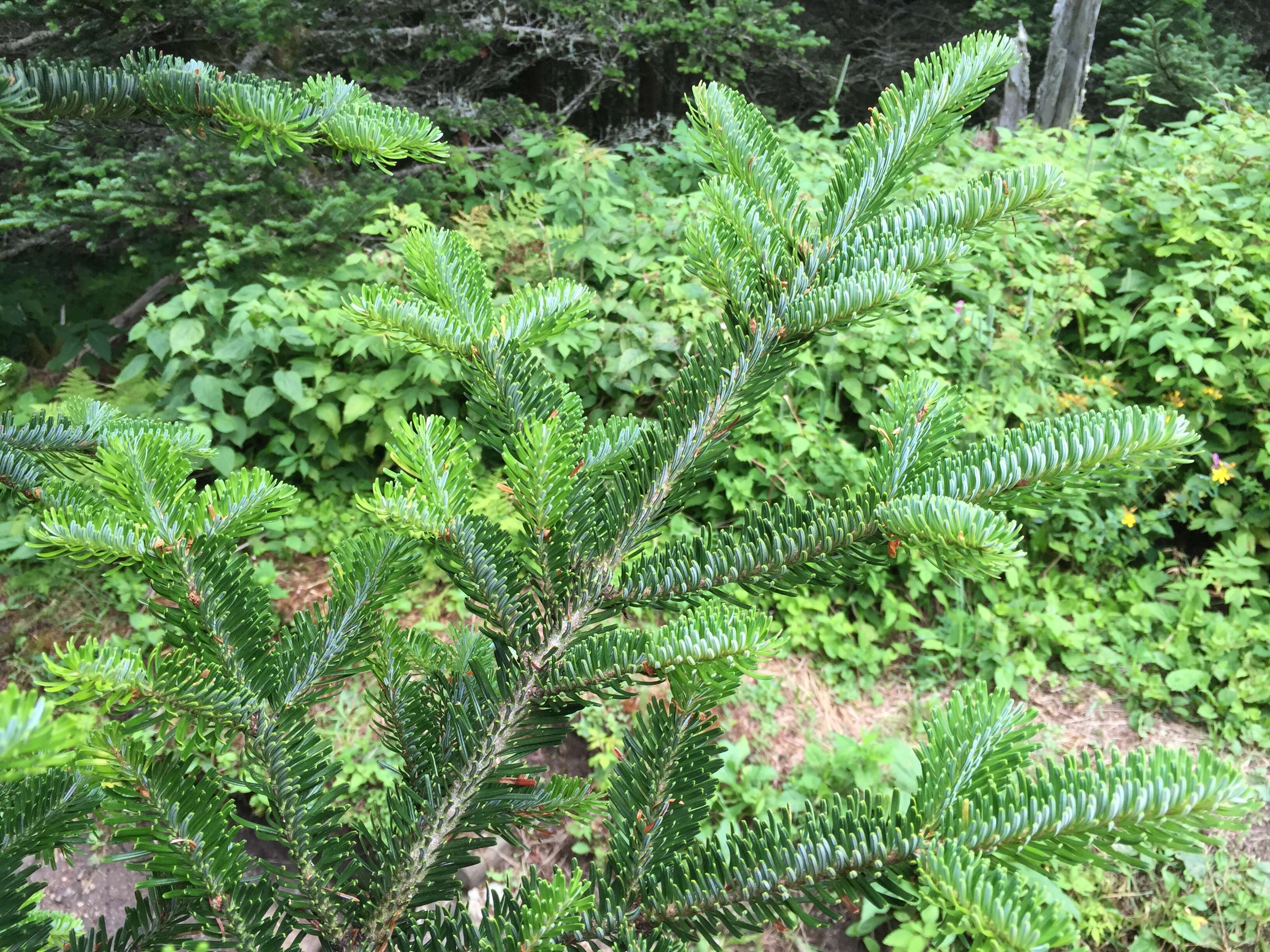 Image of Fraser Fir