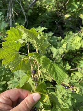 Image of western black currant