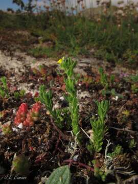 Слика од Linaria arenaria DC.