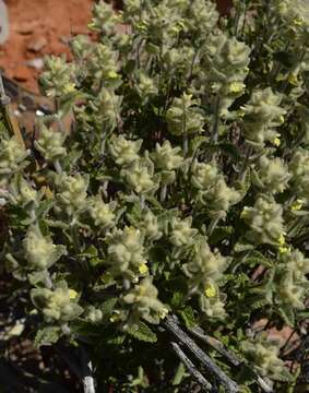 Image of Stachys lamarckii Benth.