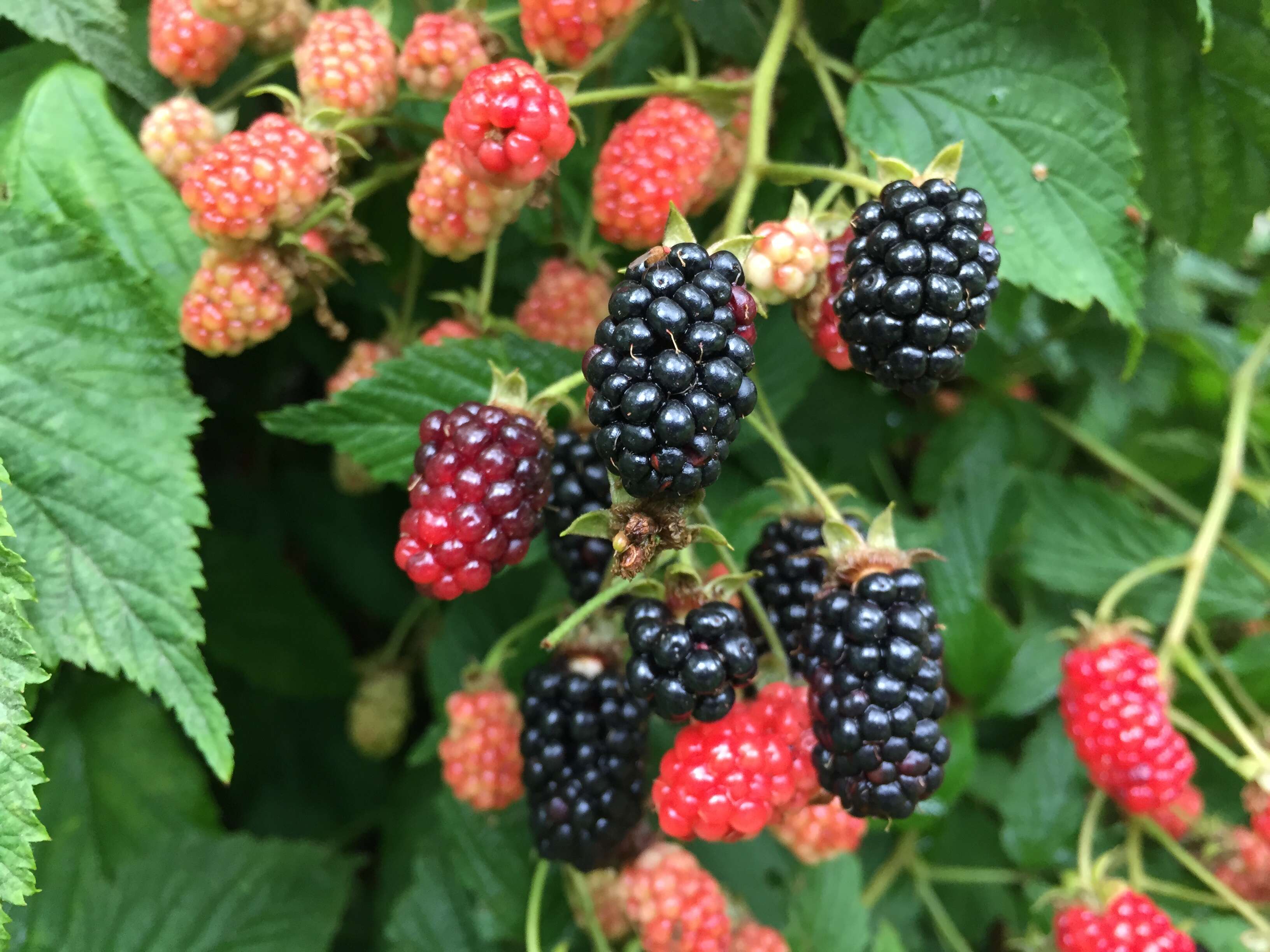 Imagem de Rubus allegheniensis Porter