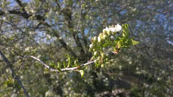 Image of Mahaleb cherry