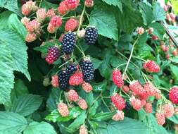 Imagem de Rubus allegheniensis Porter