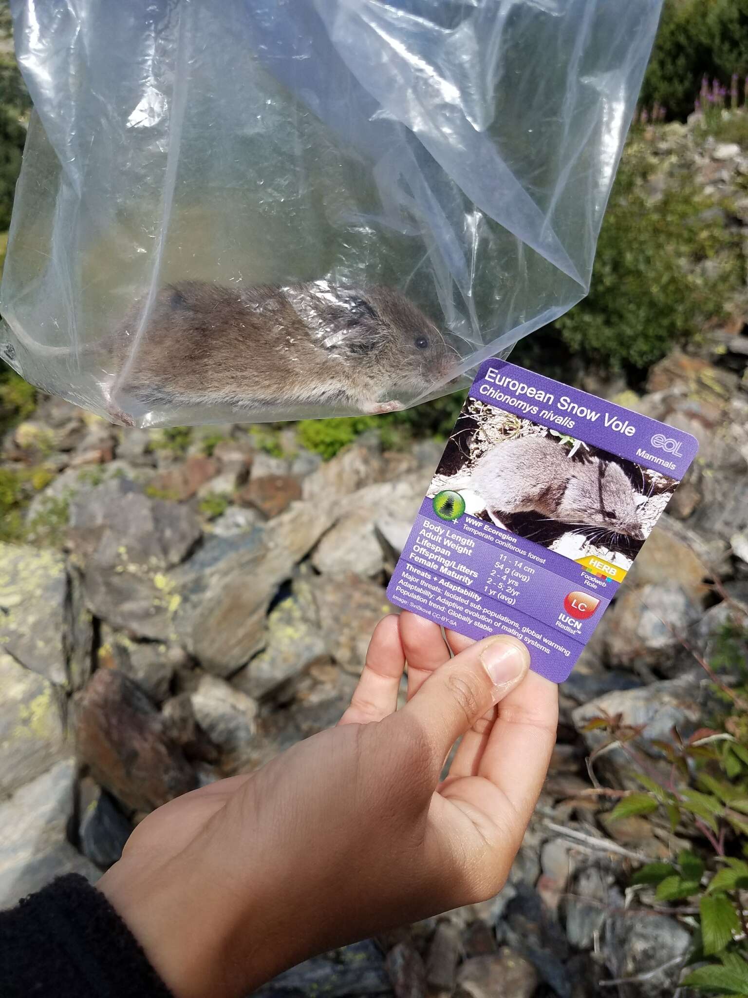 Image of European Snow Vole