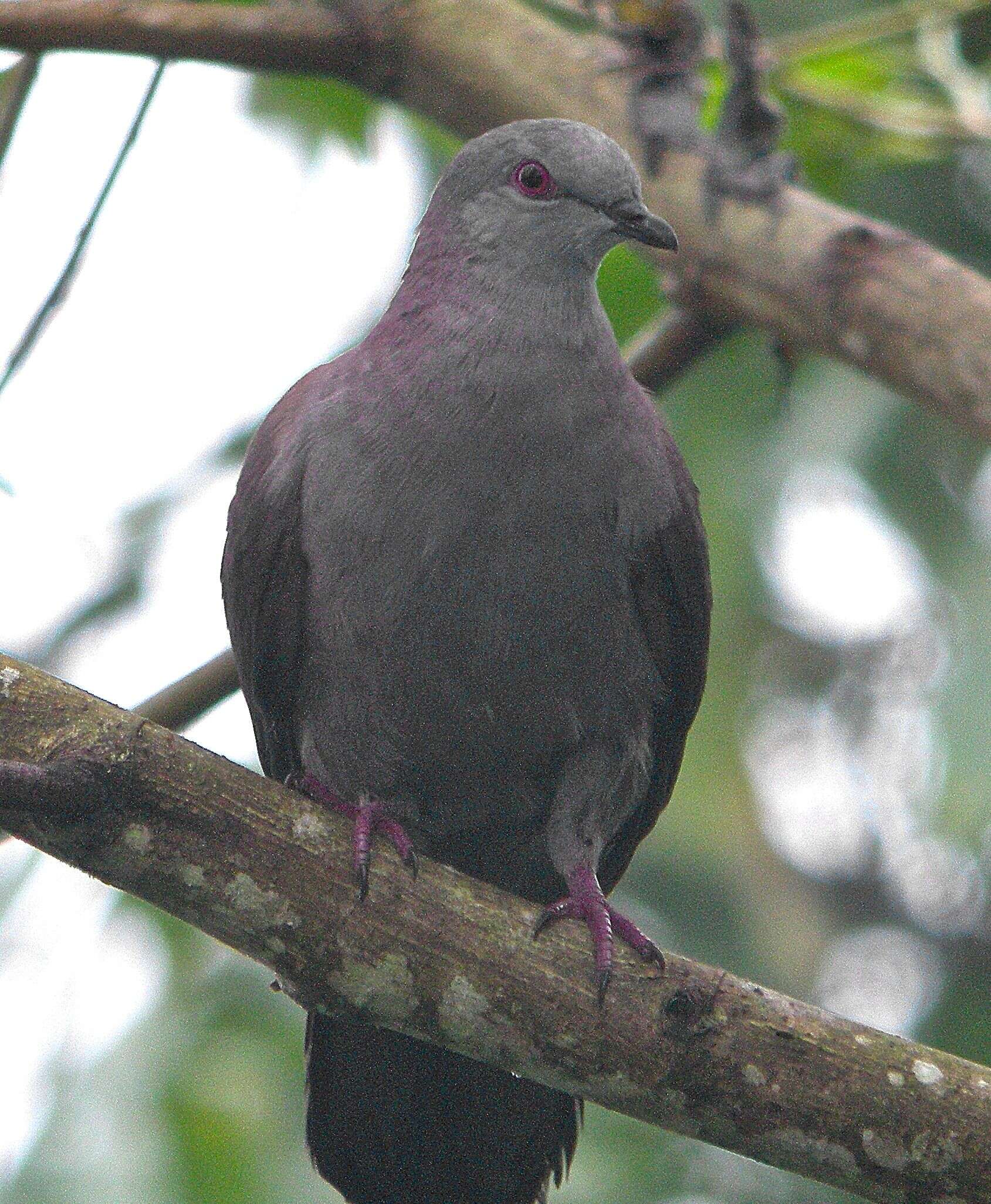 Image of Dusky Pigeon