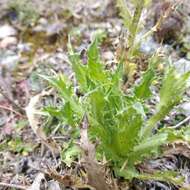 Image of Perezia multiflora subsp. multiflora