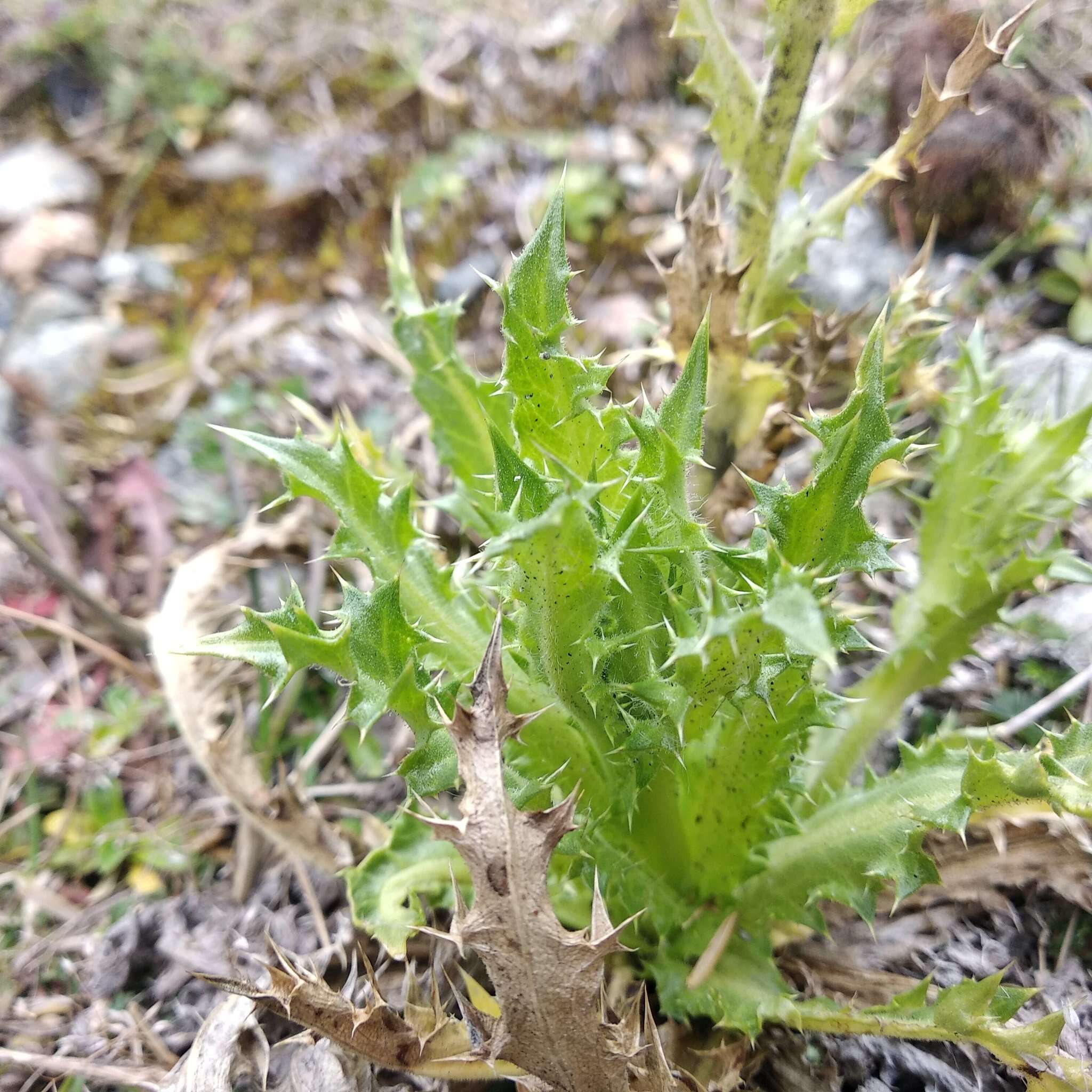 Image of Perezia multiflora subsp. multiflora