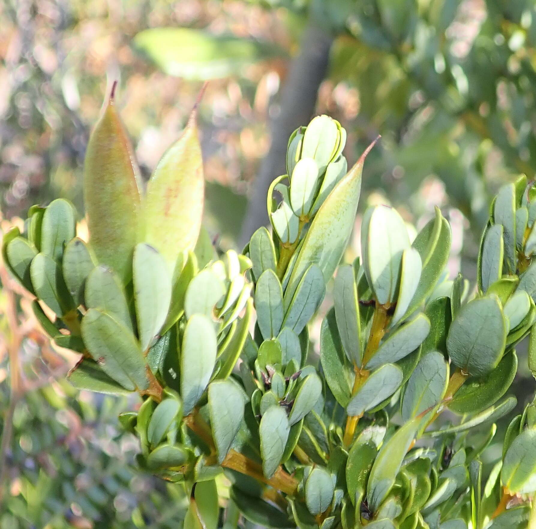 Image of Cyclopia sessiliflora Eckl. & Zeyh.