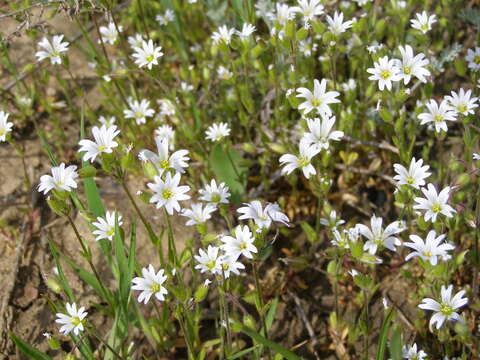 Image of doubtful chickweed