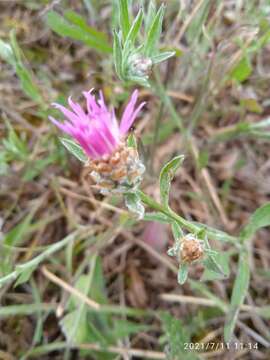 Image of Centaurea jacea subsp. angustifolia (DC.) Gremli