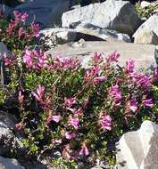 Слика од Penstemon newberryi Gray