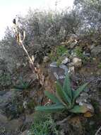 Image of Gasteria excelsa Baker