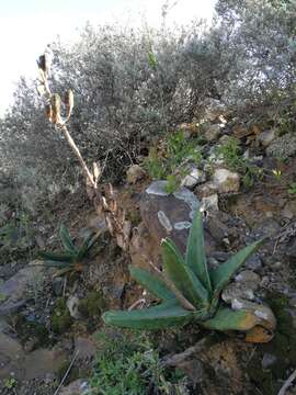 Image of Gasteria excelsa Baker