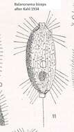 Image de Uronema biceps Penard 1922
