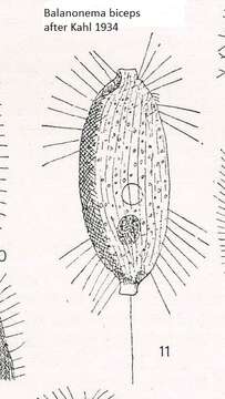 Image of Uronema biceps Penard 1922