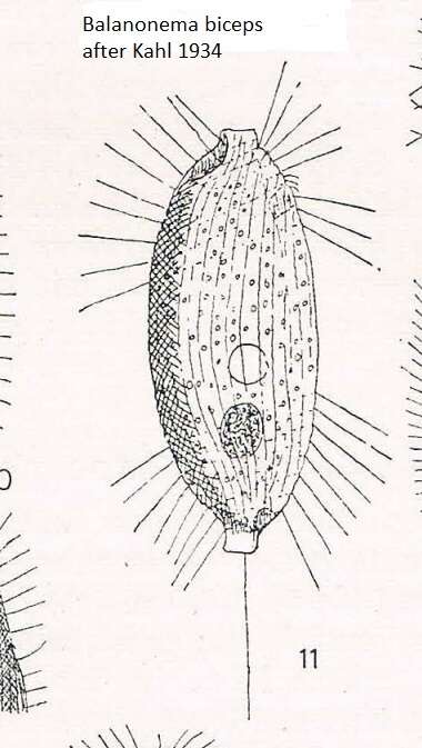 Image de Uronema biceps Penard 1922