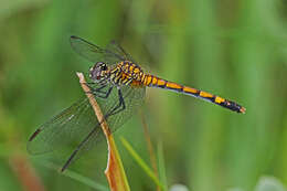 Image of Seaside Dragonlet