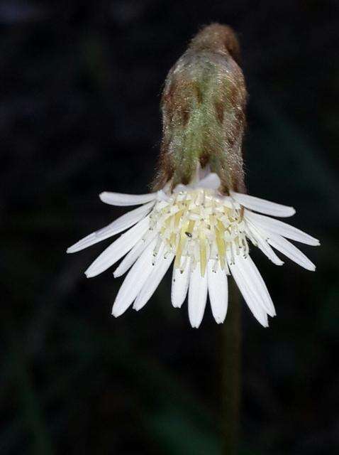 Image of Piloselloides cordata (Thunb.) C. Jeffrey