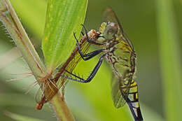 Image of Eastern Pondhawk