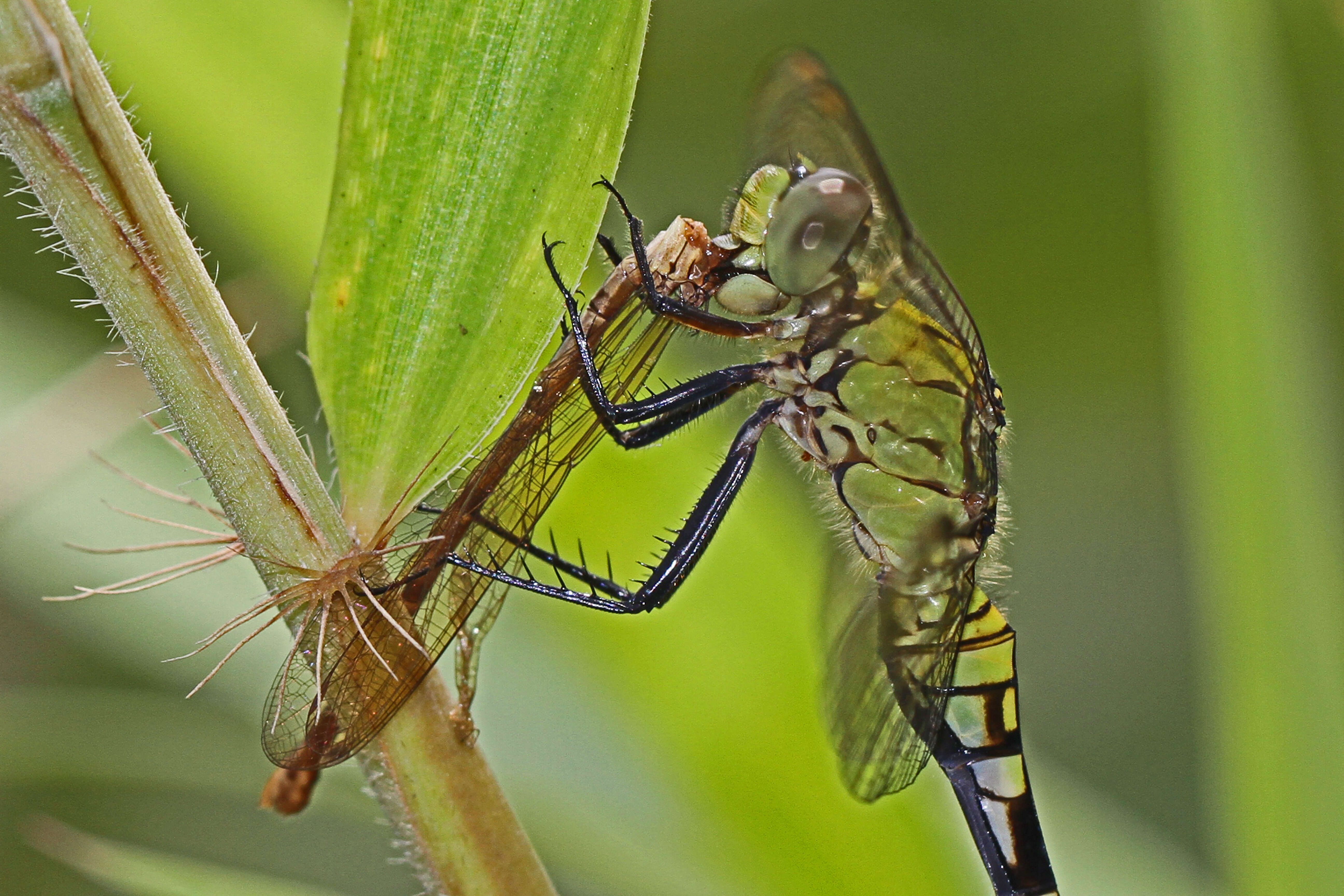 Image de Érythème des Étangs