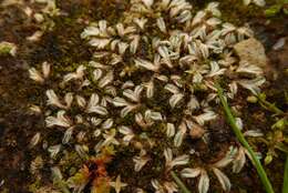 Image of Riccia lamellosa Raddi