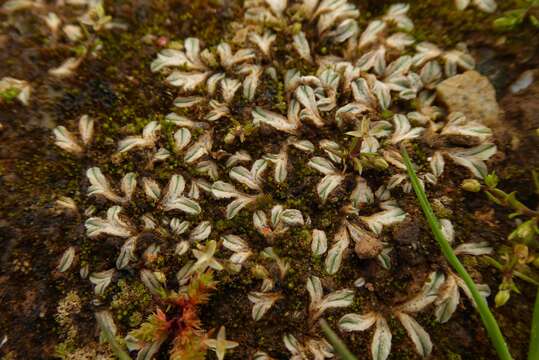 Image de Riccia lamellosa Raddi