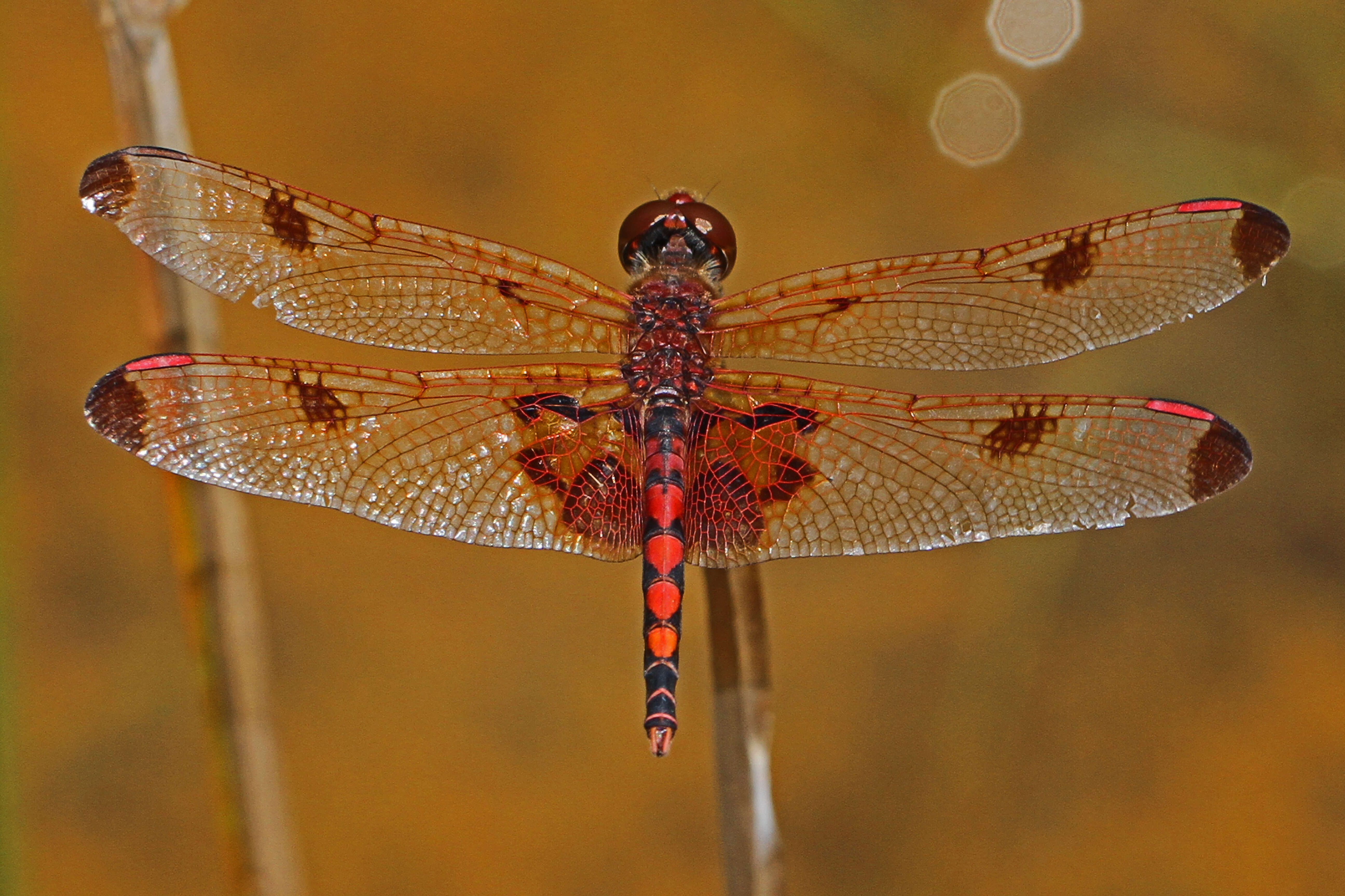 Слика од Celithemis elisa (Hagen 1861)