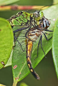 Image of Blue Dasher